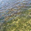 Marsala_2012 (239)